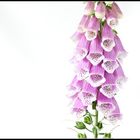 Digitalis minimalis