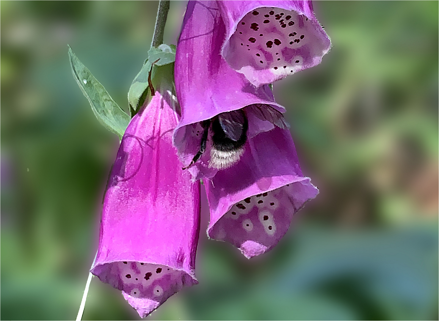 Digitalis mit Hummel mr xxxx