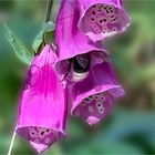 Digitalis mit Hummel mr xxxx