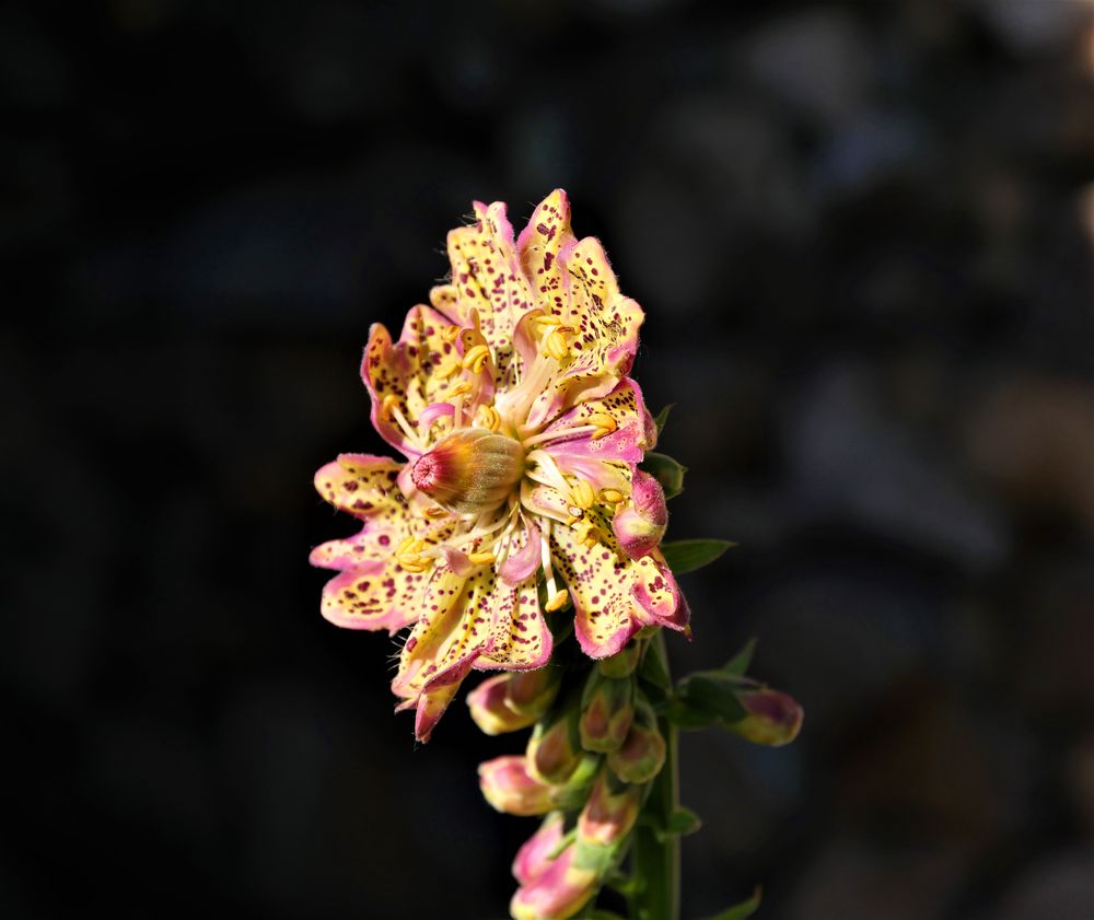 Digitalis mit Mutation