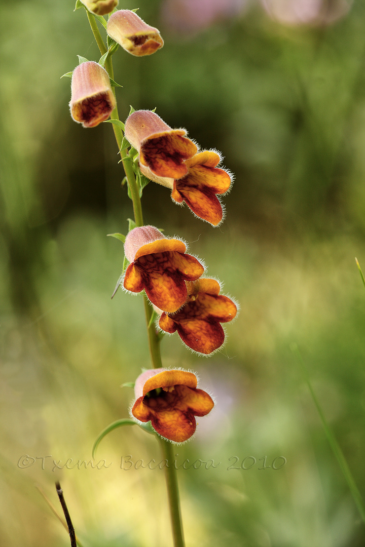 Digitalis obscura