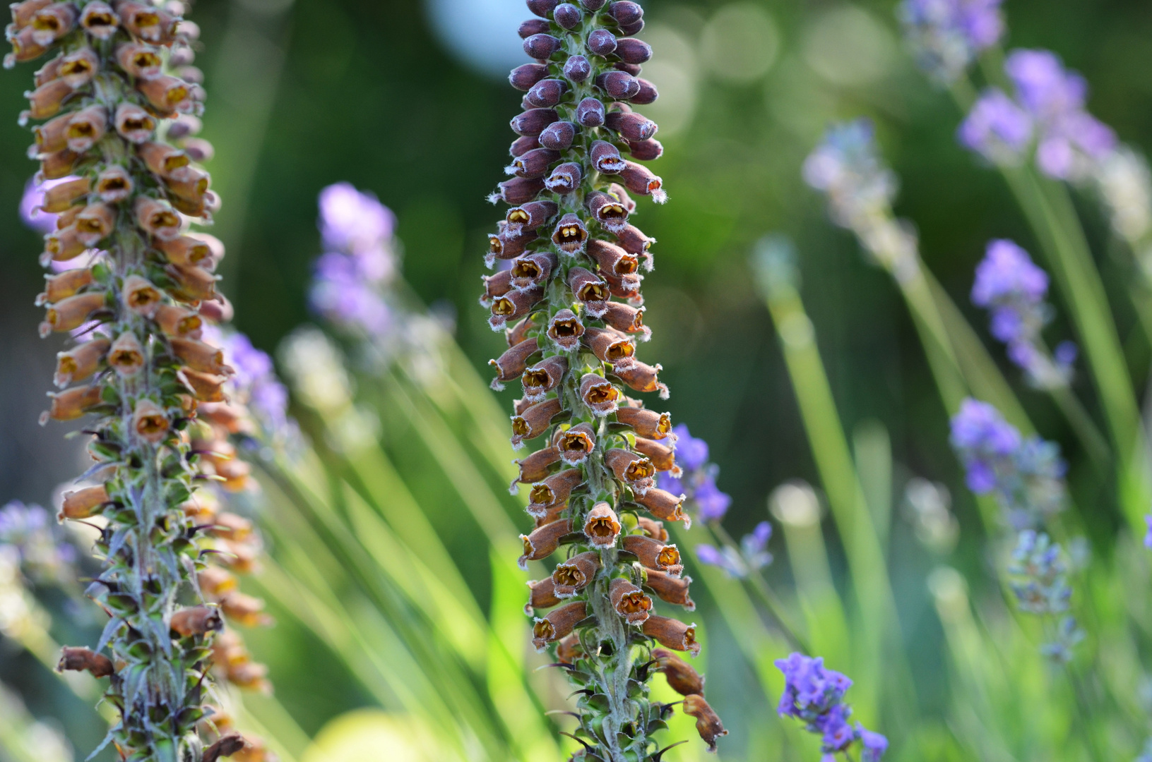 Digitalis parviflora