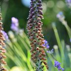 Digitalis parviflora