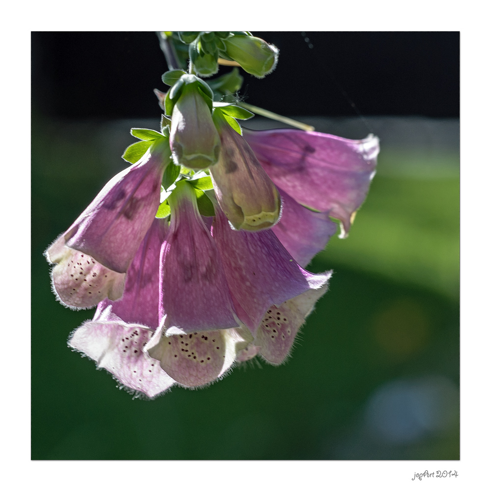 Digitalis purpurea...