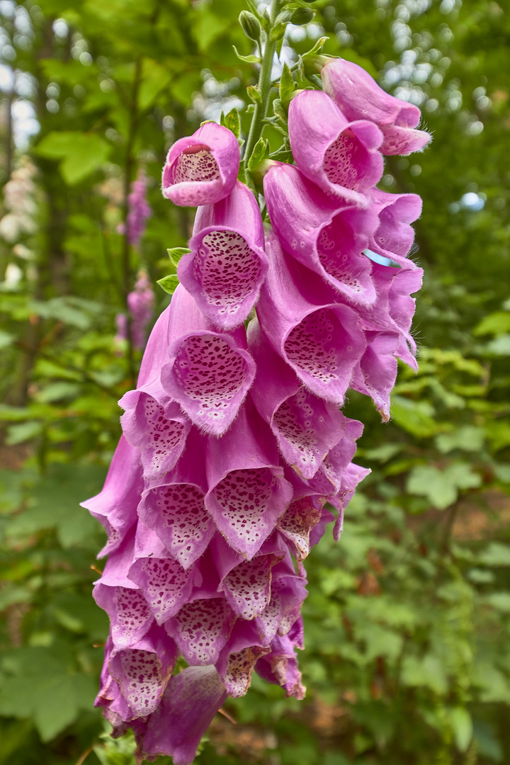 Digitalis purpurea