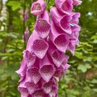 Digitalis purpurea