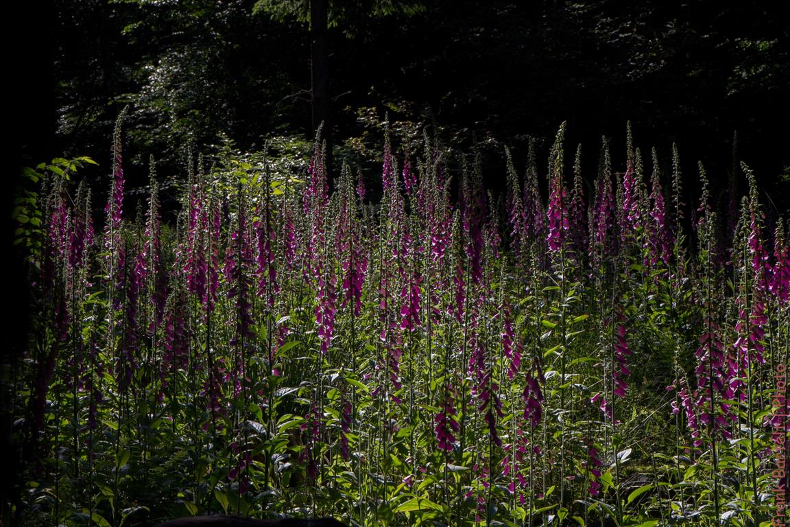 Digitalis purpurea 1