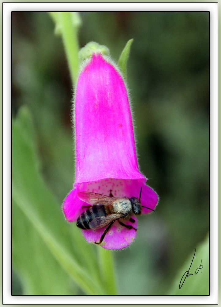 Digitalis Purpurea