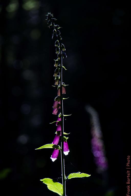 Digitalis purpurea 2