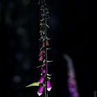 Digitalis purpurea 2