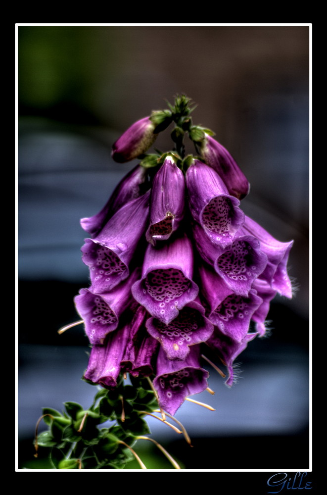 Digitalis purpurea