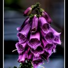 Digitalis purpurea