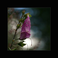 Digitalis purpurea