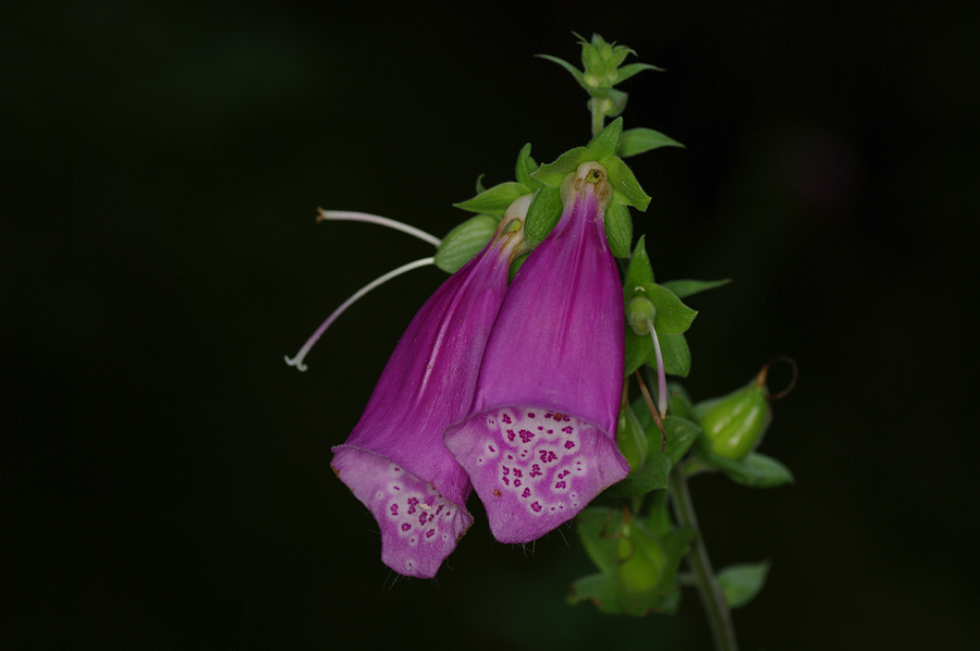 Digitalis purpurea