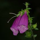 Digitalis purpurea