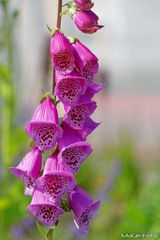 Digitalis Purpurea