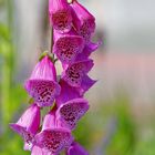 Digitalis Purpurea