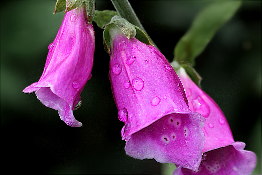 Digitalis purpurea