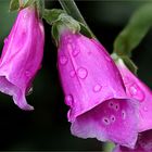 Digitalis purpurea