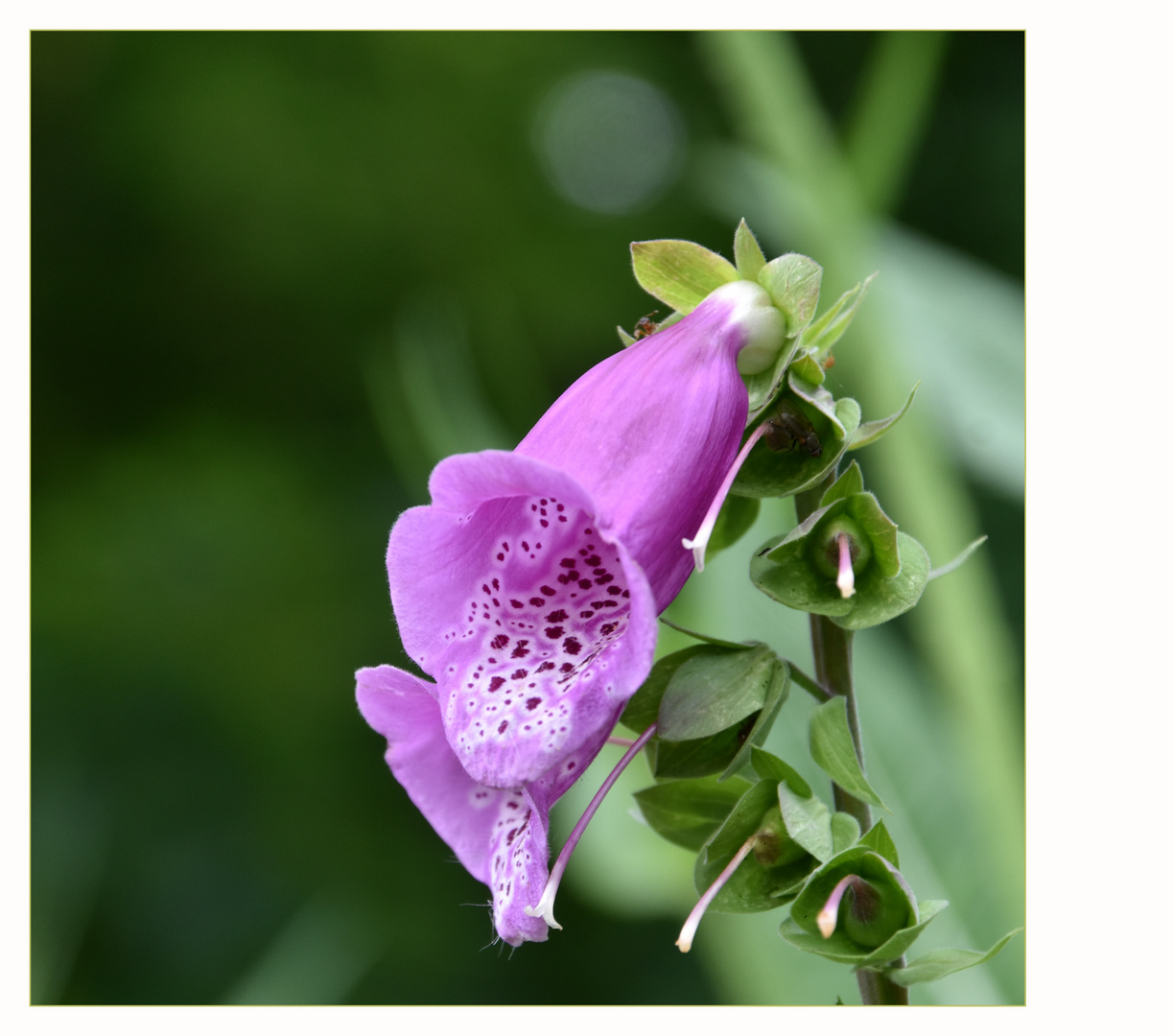 Digitalis purpurea