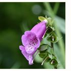 Digitalis purpurea