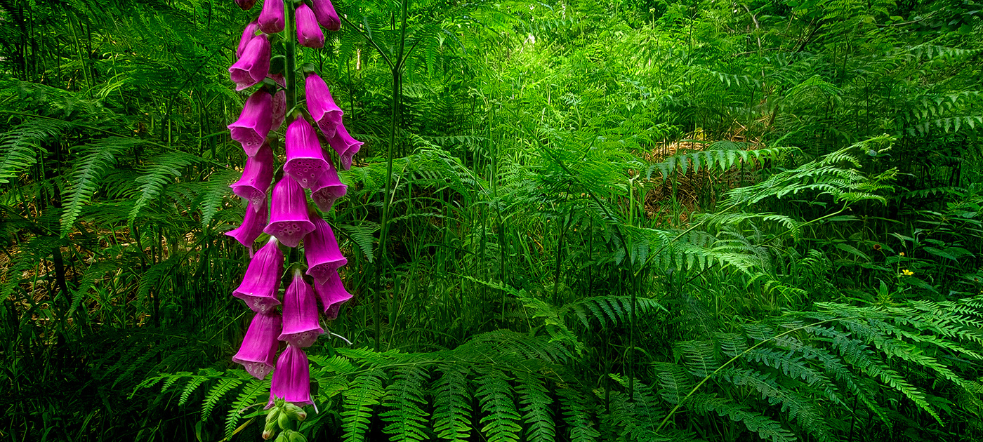 Digitalis purpurea