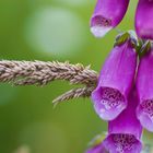 Digitalis purpurea