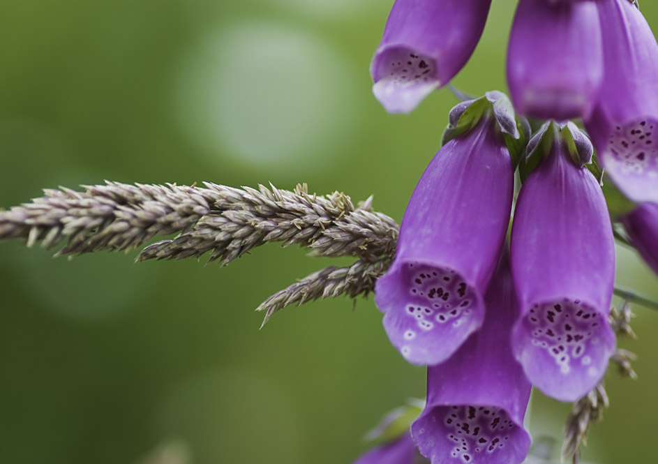 Digitalis purpurea