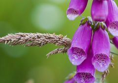 Digitalis purpurea