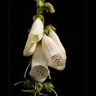 Digitalis purpurea