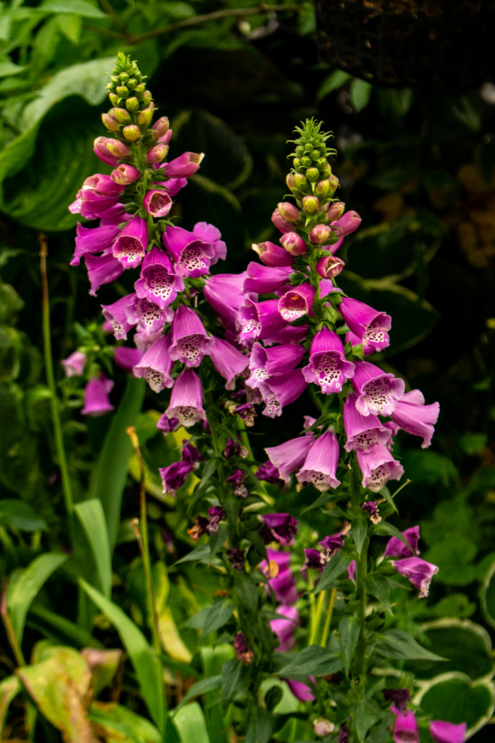 Digitalis purpurea