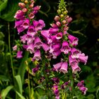 Digitalis purpurea