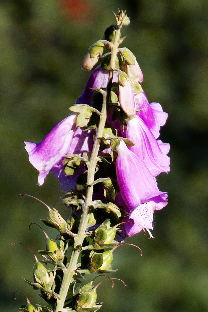 Digitalis purpurea