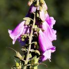 Digitalis purpurea