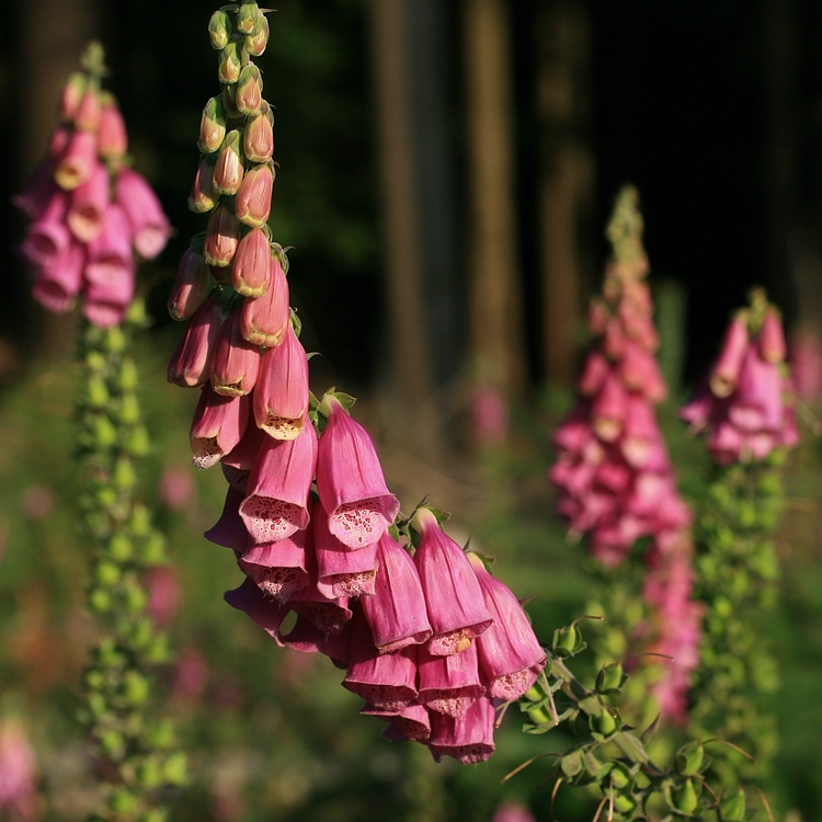 Digitalis purpurea