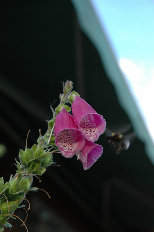 Digitalis purpurea