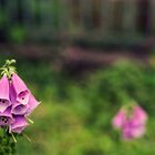 Digitalis purpurea 