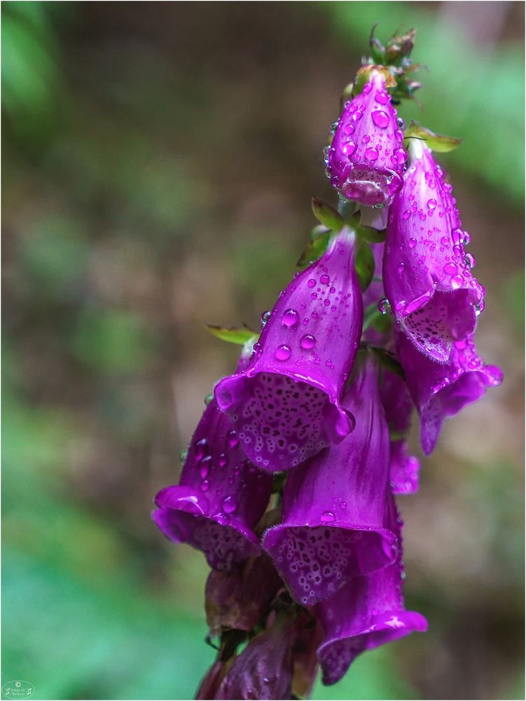 Digitalis purpurea