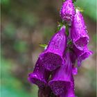 Digitalis purpurea