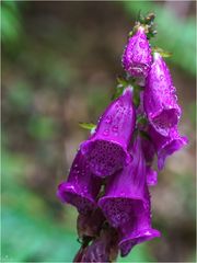 Digitalis purpurea