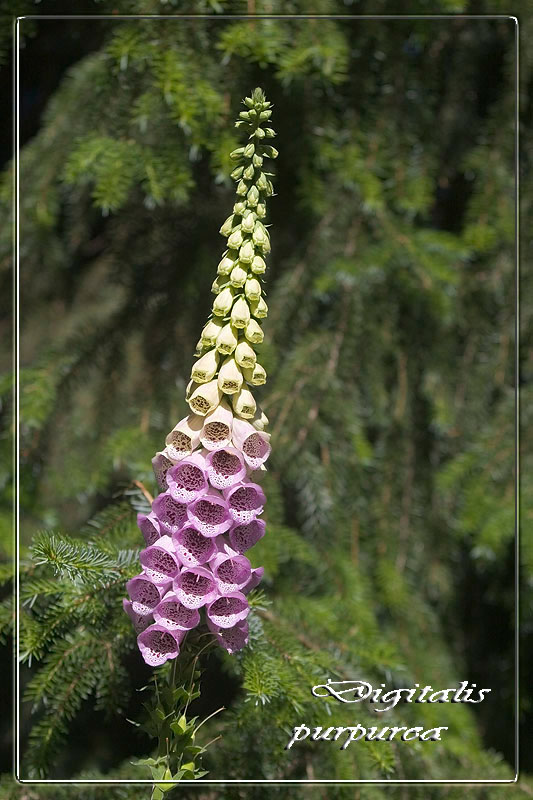 Digitalis purpurea