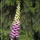 Digitalis purpurea