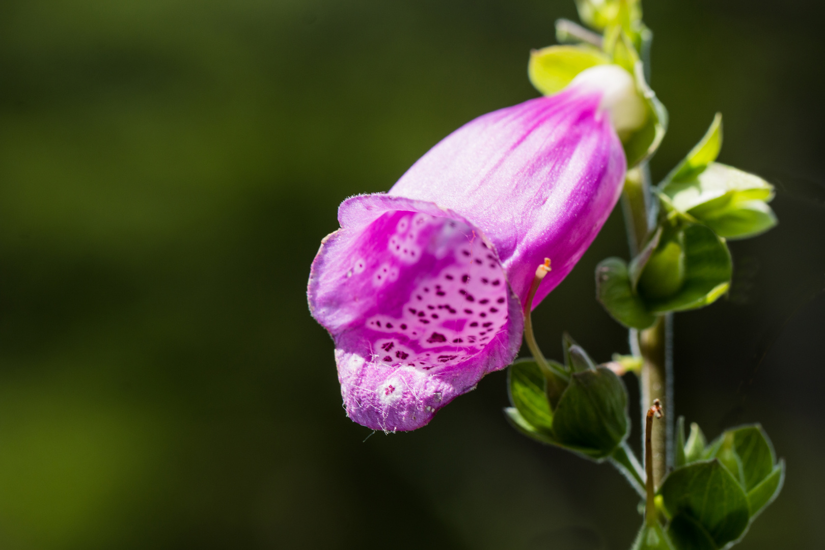 Digitalis purpurea