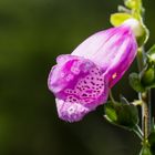 Digitalis purpurea