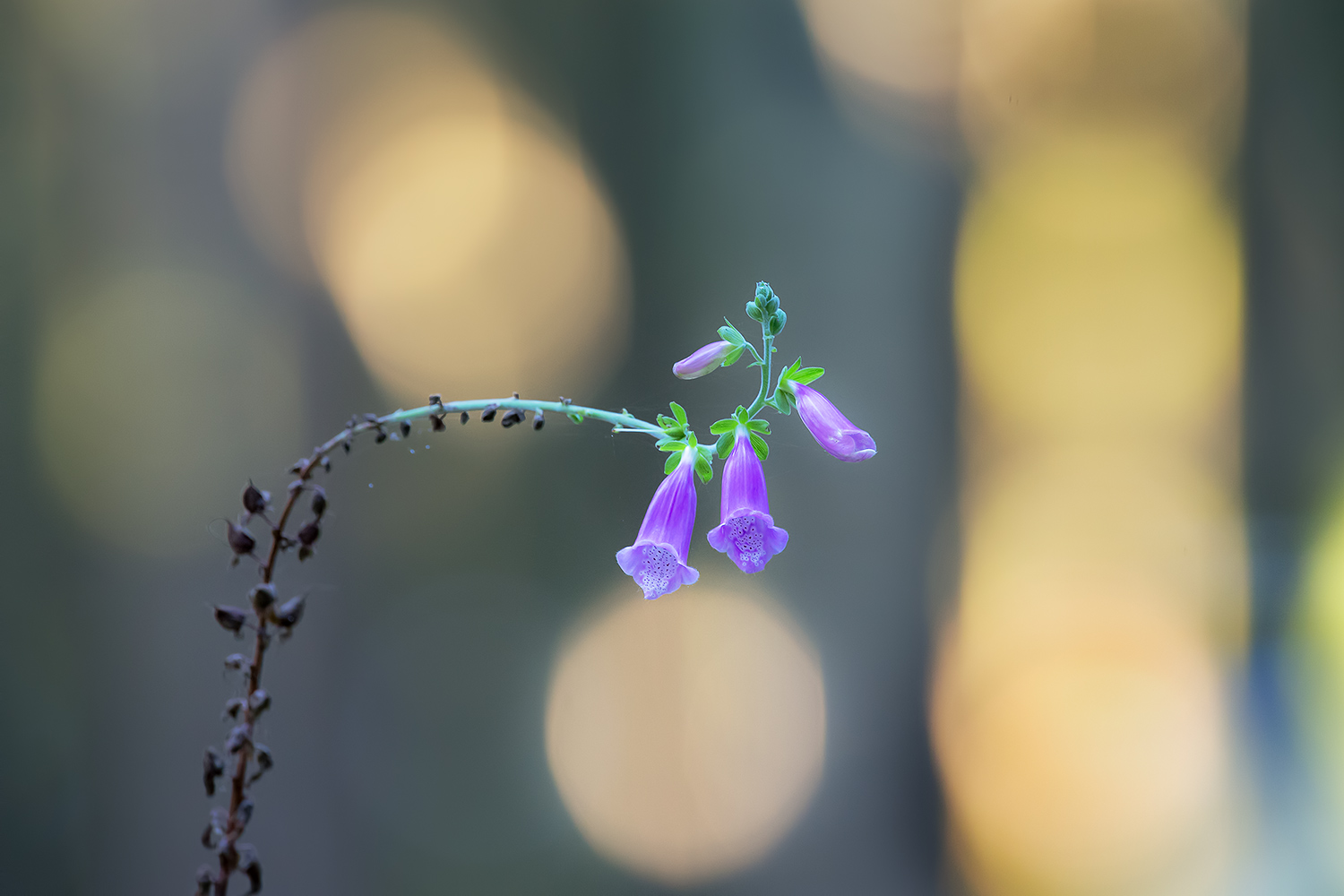 digitalis purpurea