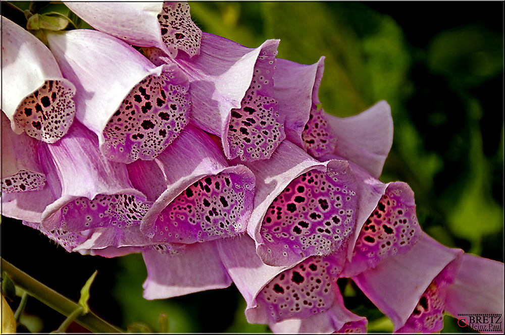 Digitalis purpurea