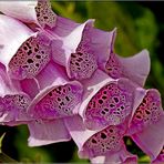 Digitalis purpurea