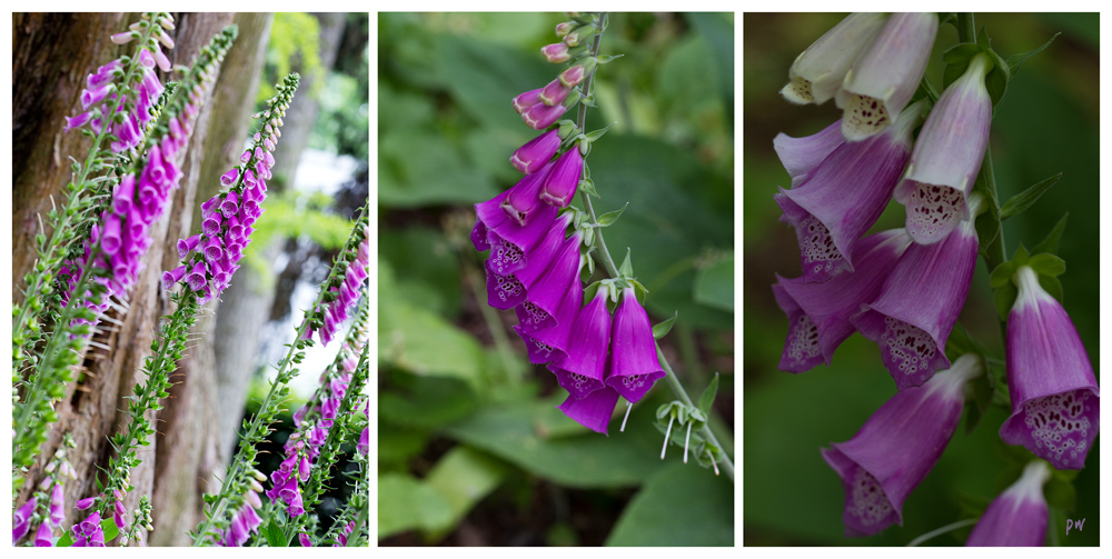 Digitalis purpurea...