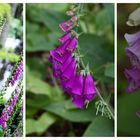 Digitalis purpurea...