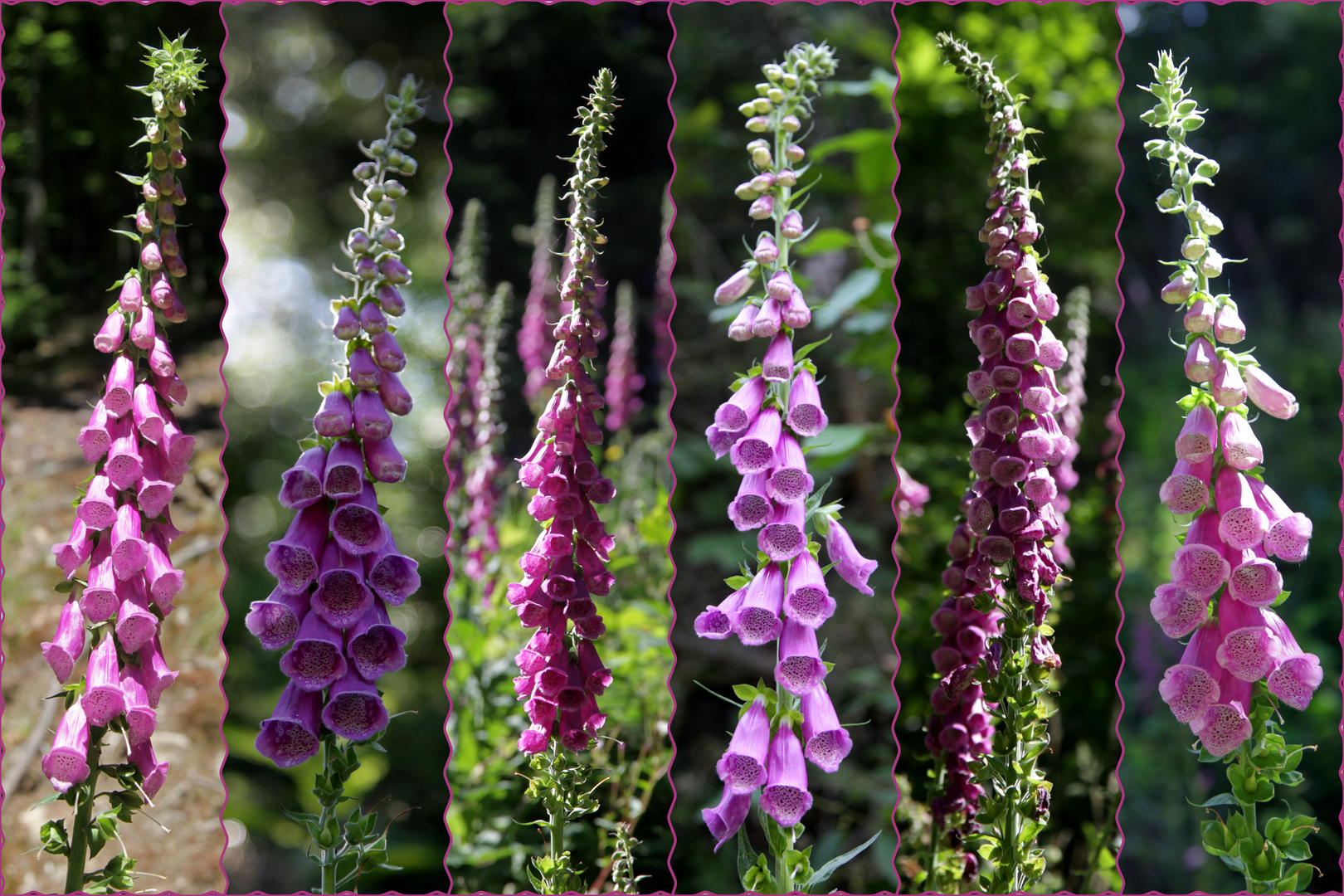 Digitalis purpurea